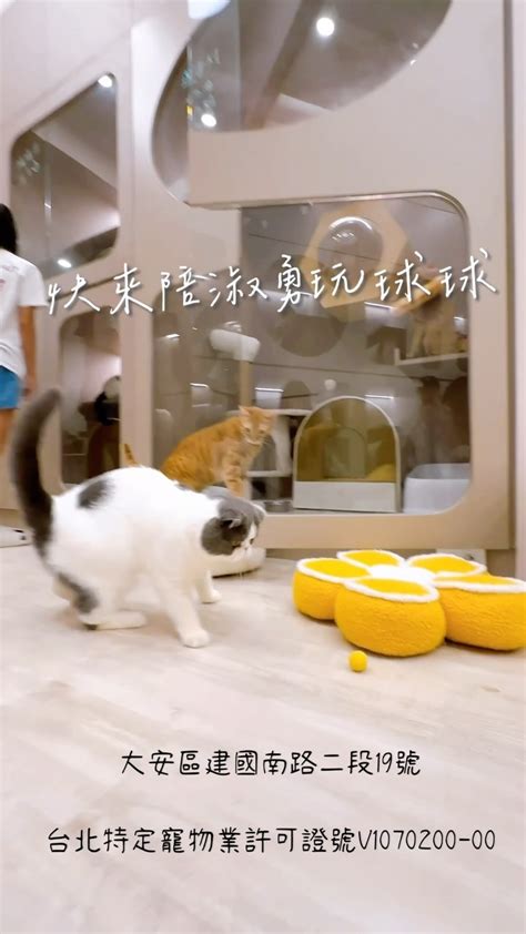 m17 cafe & lab 中途貓咪咖啡館實驗室的菜單|Café 17 (@cafe17ph) • Instagram photos and videos.